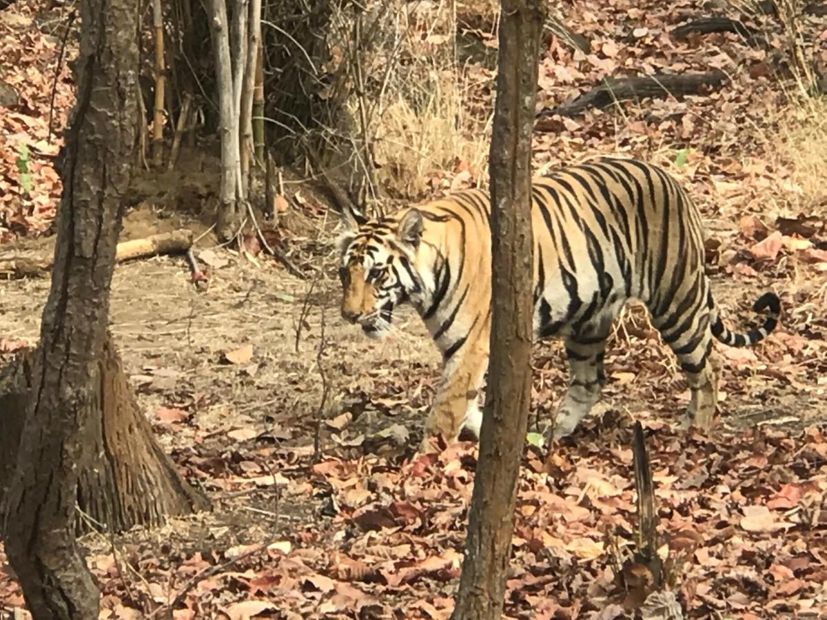 Emerald Tiger Retreat Tala  Luaran gambar